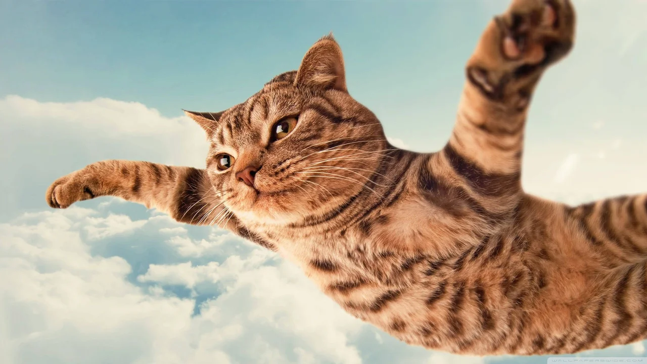 Animaux