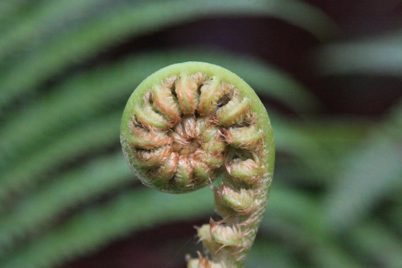Quiz Les plantes