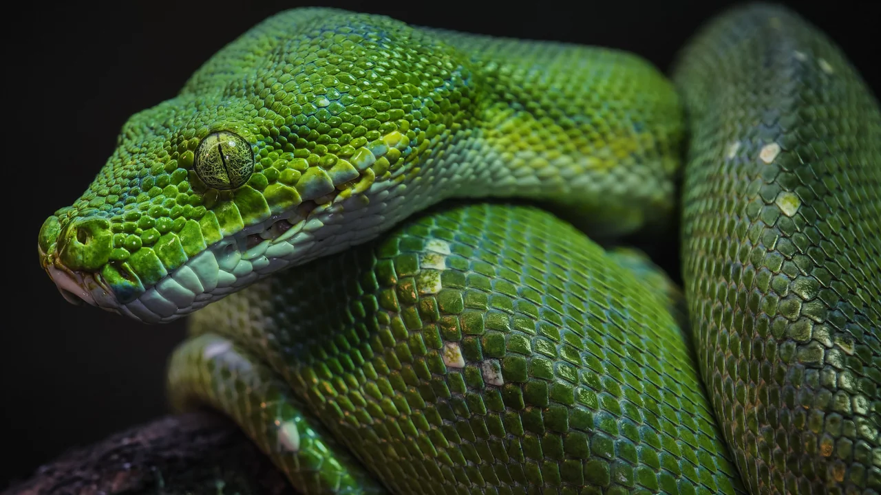 Python